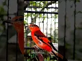 Download Lagu mantenan betina gacor #birds #burung #suaraburung #mantenan #mantenangacor #tweet #2022 #kicau