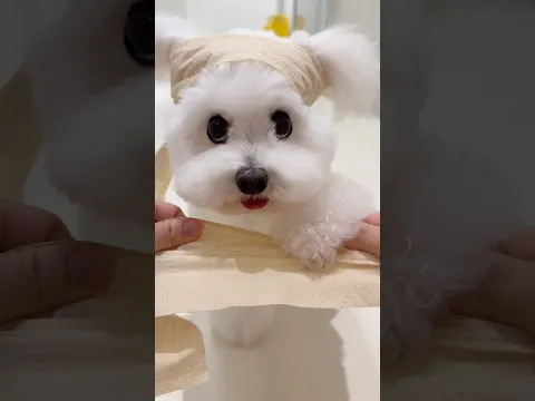 격파 아라?? 나도 한번 격파 !! 🙋🏻‍♀️🐩
