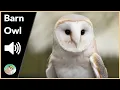 Download Lagu Barn Owl - Sounds