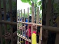 Download Lagu Ibu baju biru kena sama kuda lumping‼️seni benjang mekar budaya