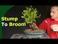 Lagu Trash Turns Treasure (Elm Broom Bonsai From Scratch)