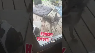 ALL THE CRITTERS! 🐺 #weavethecoyote #raccoon #squirrel #wildlife #dog #coyote #nature #cat #kitten 