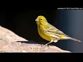 Download Lagu American Singer Canary training song