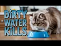 If You Have an Indoor Cat Avoid This at All Costs Scientists Reveal Why