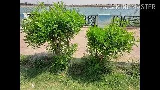 نشيد أحب الصالحين ولست منهم 