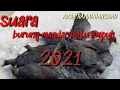 Download Lagu Suara burung mandar batu sangat ampuh 2021 pikat