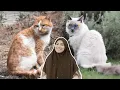 Download Lagu Pros \u0026 Cons Kucing Baka dengan Kucing Kampung