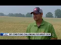 Drought wilts Michigan wheat crop