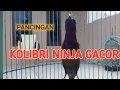 Download Lagu HITUNGAN DETIK PASTI KONIN NYAUT DAN GACOR !! PANCINGAN KONIN BAHAN