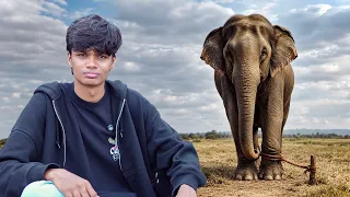 Learned Helplessness 🐘
