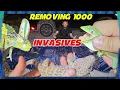 Removing nearly 1000 INVASIVE lizards from Florida