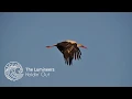 The Lumineers - Holdin' Out (Storks Soundtrack)