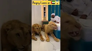 تربية الاسود عادة جديدة في الخليج 