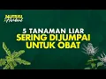 Download Lagu 5 Tanaman Liar dan Pemanfaatannya Untuk Berbagai Penyakit  | Nutrisi \u0026 Herbal #39