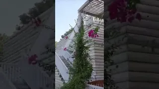 عشنا العمر نربي حمام بس نسينا نقوم غيه حالات تصويري 