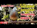 Download Lagu suara burung Perkutut Lokal Gacor di alam liar manjur buat masteran