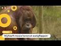 Lagu Orang-oetans daten online met elkaar