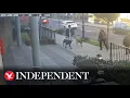 CCTV shows dog that mauled 11-year-old girl as she walked to school