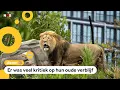 Download Lagu Leeuwen in Artis hebben eindelijk ruimte, klimbomen en een waterval