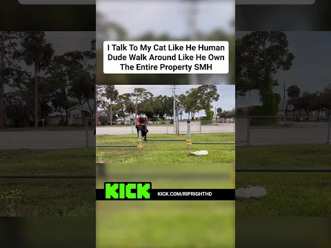 Cats Think They Own The Humans | No Job No Bills | All They Do Is Purr @RipRightLive
