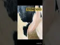 Download Lagu #shorts #viral #shortvideo #cows #trending #youtubeshorts #abs #armada #wws #danmark #shortsviral