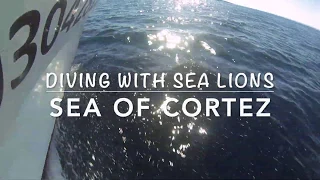 Diving with Sea Lions La Paz Mexico