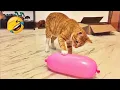 Lagu Try Not To Laugh 😂 Funniest Pets of 2026 😹🐶 Part 15