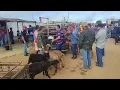 Lagu suíno, ovelha, e caprino no Alto da Serra-Pe 28/4/24 #nordeste #arroba #agro #pecuaria