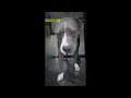 Fort Worth - Dog Cat Adoptions