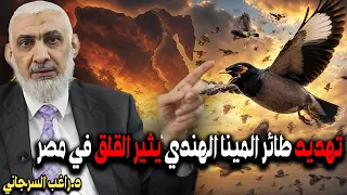 تهديد طائر المينا الهندي يثير القلق في مصر