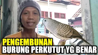 Download PENGEMBUNAN BURUNG PERKUTUT BIKIN GACOR PANJANG !! MP3