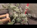 Greenpoint seeds stand up