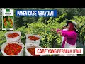 Download Lagu PEMETIKAN CABE ABAYOMI PETIKAN KE-8 | CABE ABAYOMI BERBUAH LEBAT