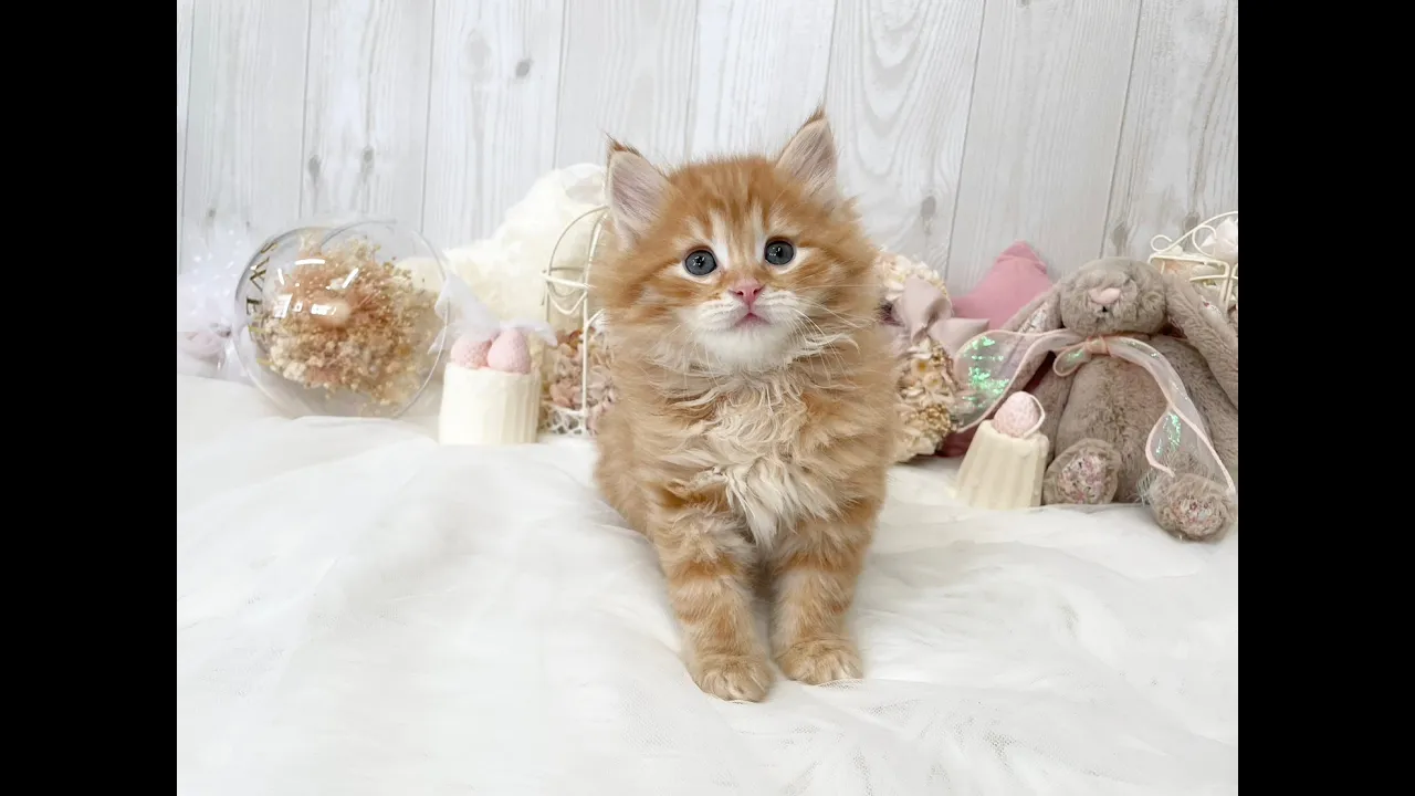 動画