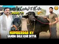 Lagu Numberdaar ny Aj Sanda Sale Kar Ditta Alhumdulillah ❤️ | سنڈا کتنے کا فروخت کیا ؟؟