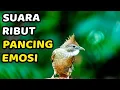 Download Lagu MASTERAN KAPAS TEMBAK GACOR DOR COCOK UNTUK MASTERAN BURUNG LOMBA