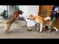 REAKSI KING FLOKI KETEMU ANJING HACHIKO DARI JEPANG ‼️ GALAK DAN SUDAH GIGIT BANYAK ORANG