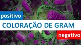 Coloração de Gram