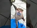 This otter got stuck and what happened next changed everything...