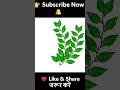 Python Turtle Graphics Cute Small Tree Drawing with Pot Turtle Art Tutorial