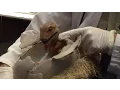 Download Lagu See a Raptor Hatch in the Jurassic Park Discovery Center at Universal Orlando