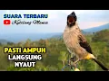 Download Lagu Suara Burung Kutilang Gacor Terbaru Pasti Ampuh Semua Kutilang Langsung Nyaut Bunyi