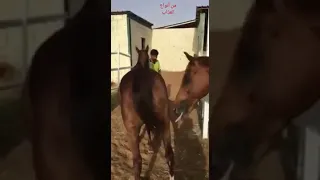 تحفذ الخيول للزواج و معاشرة الاناث 