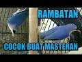 Download Lagu Burung Rambatan Gacor | Joss untuk masteran