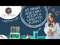 Lagotto Romagnolo FAQ - At what age can I adopt a Lagotto puppy