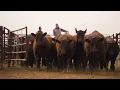 THE PROCESS - OKC West Livestock Market LLC