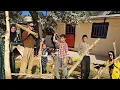 Download Lagu Akram and Her Kids Build a Shade Roof to Keep Water Tanks Cool
