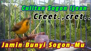 Download PANCINGAN SOGON IJOAN GACOR Merangsang SOGON BAHAN Bunyi #pancingansogonijoan #pancingansogonbahan MP3