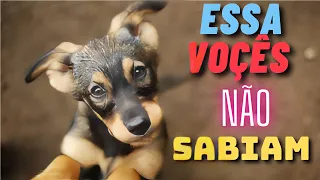 Curiosidade k´nina! Essa vocês não sabiam!Corra antes que seja excluído