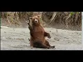Bear Gif